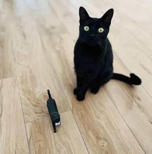 chat lost   85190 Venansault Oggy