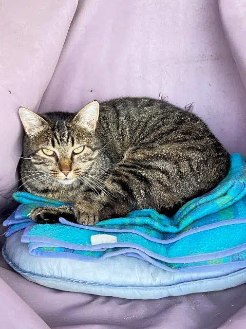 chat lost   85160 Saint-Jean-de-Monts Oliver