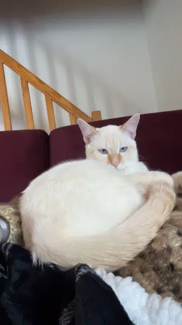 chat lost   85200 Longèves Oreo