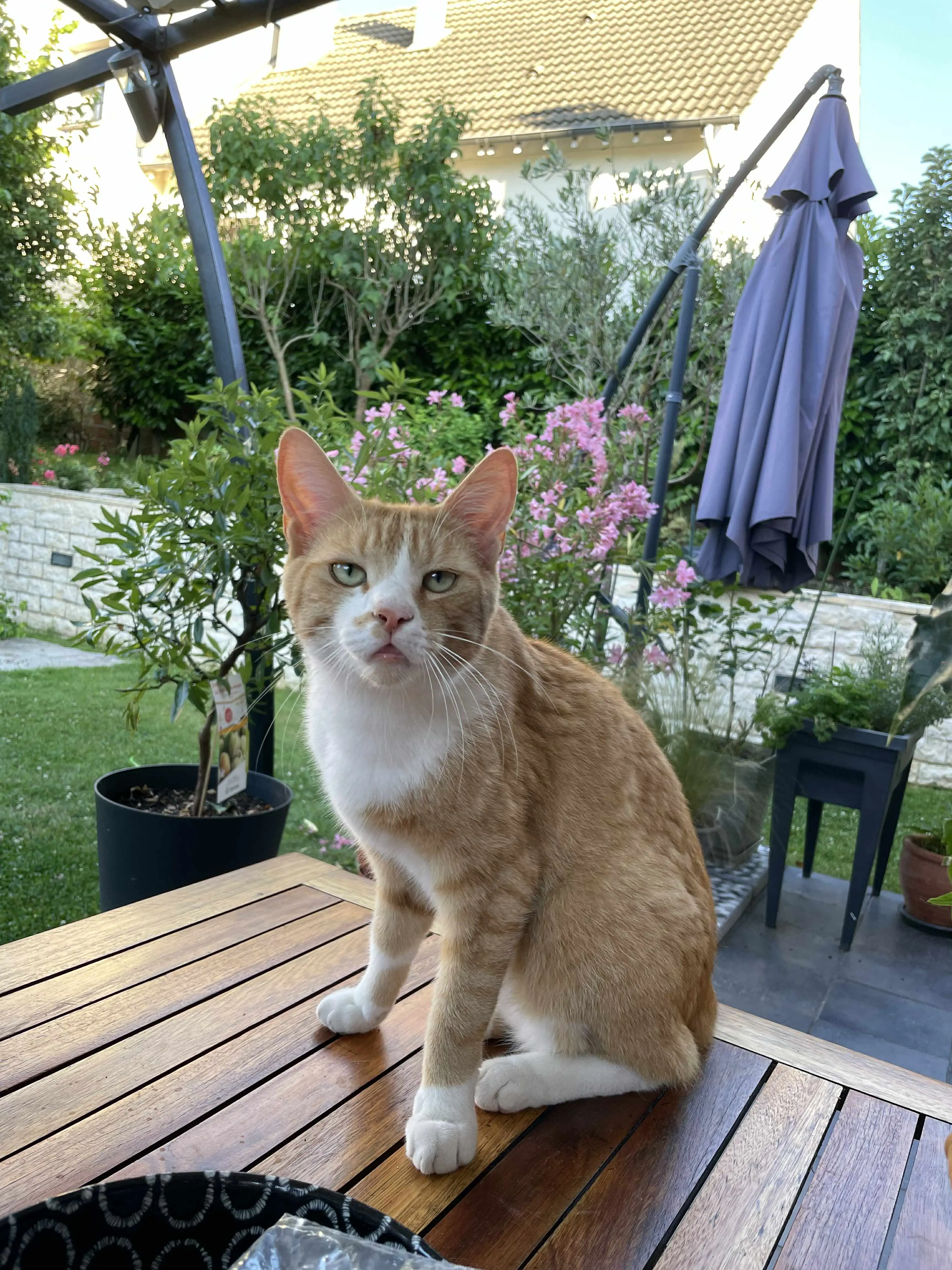 chat lost    Les Sables-d'Olonne ORPHEE