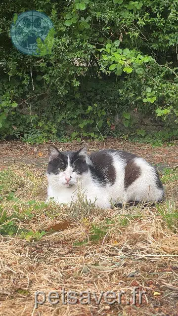 chat lost   85390 Chavagnes-les-Redoux Oréo