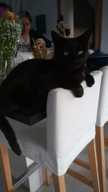 chat lost   85300 Challans Oscar