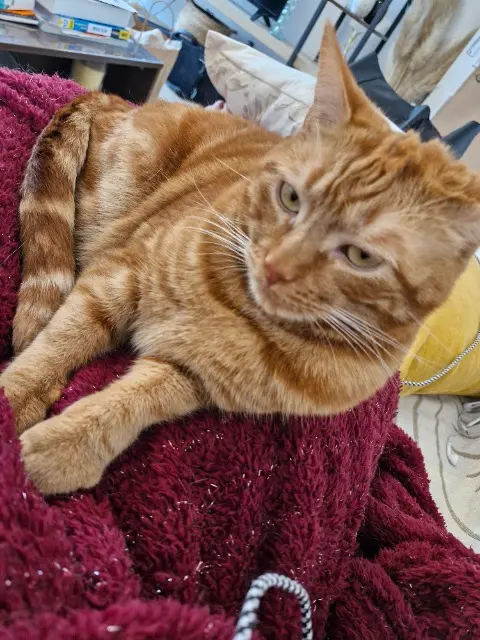 chat lost   85270 Saint-Hilaire-de-Riez Pablo