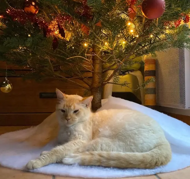 gato perdido 85340 L'Île-d'Olonne Pacs gato lost 85340 L'Île-d'Olonne Pacs