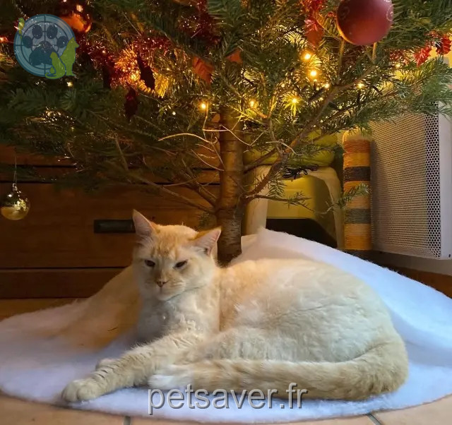 gatto perso 85340 L'Île-d'Olonne Pacs gatto lost 85340 L'Île-d'Olonne Pacs