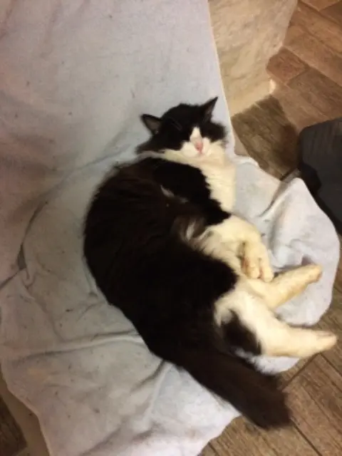 chat lost   85200 Fontenay-le-Comte Poopy