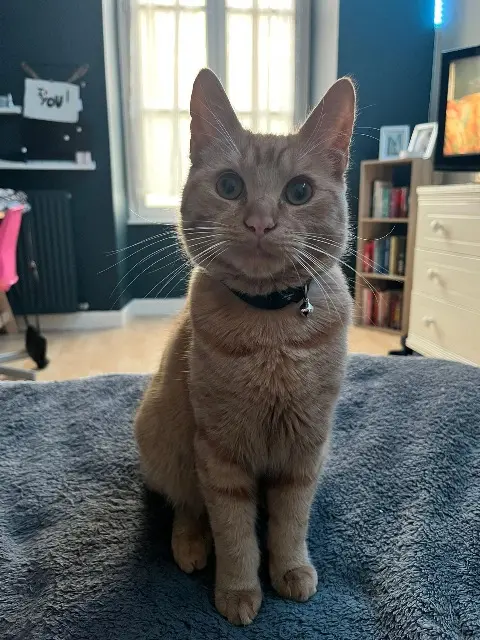 chat lost   85200 Fontenay-le-Comte Pumkin