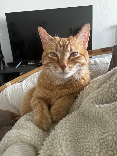 chat lost   85000 La Roche-sur-Yon Ragnar