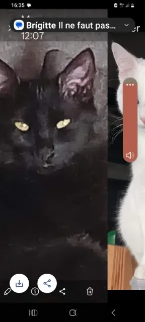 chat lost   85800 Saint-Gilles-Croix-de-Vie Raisin