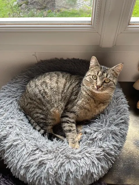 chat lost   85190 Maché Rio