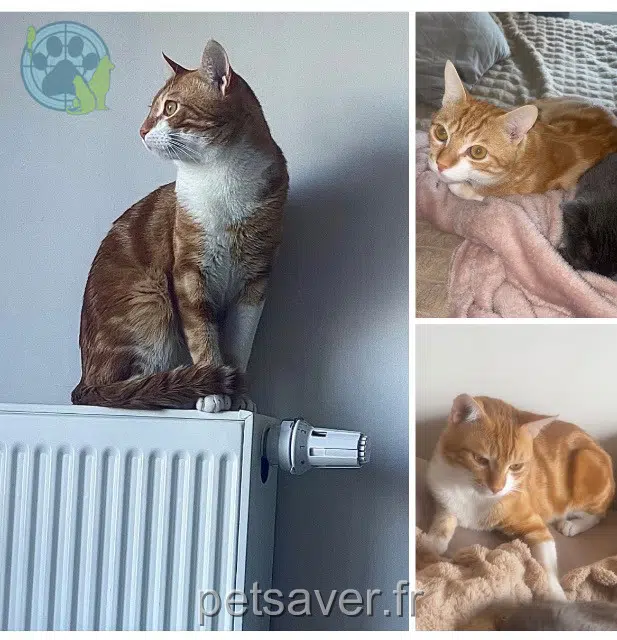 gato perdido Les Sables-d'Olonne Rocket gato lost Les Sables-d'Olonne Rocket