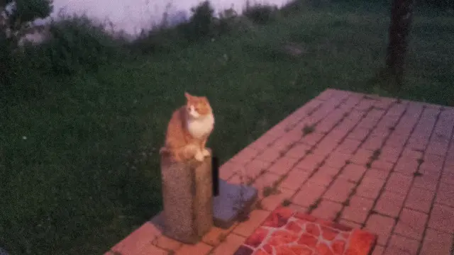 chat lost   85270 Saint-Hilaire-de-Riez Rouky