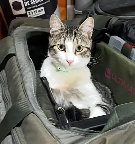 chat lost   85300 Le Perrier Saphir