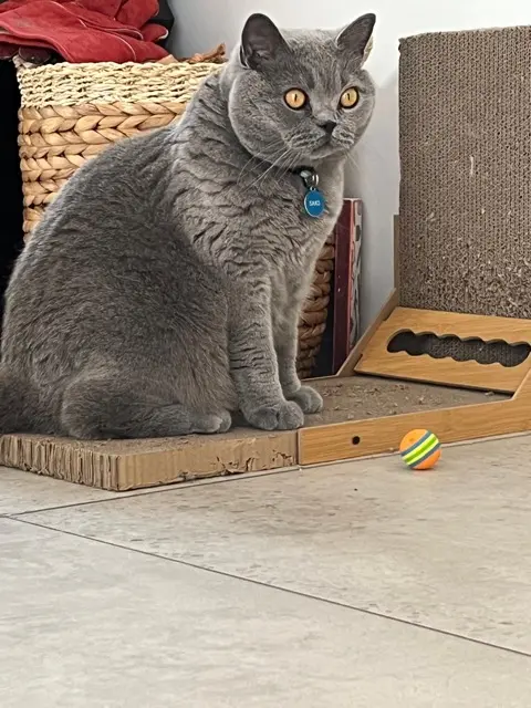 chat lost   85800 Saint-Gilles-Croix-de-Vie Saxo