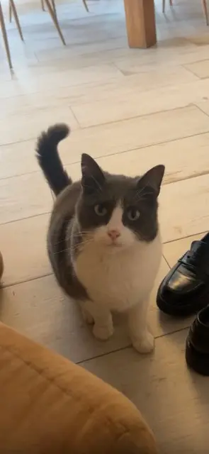 chat lost   85500 Les Herbiers Simba