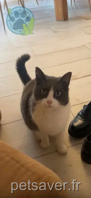 gato perdido 85500 Les Herbiers Simba gato lost 85500 Les Herbiers Simba