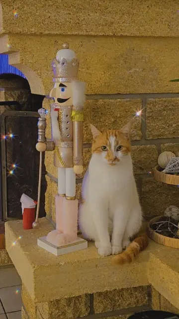 chat lost   85000 La Roche-sur-Yon Simba