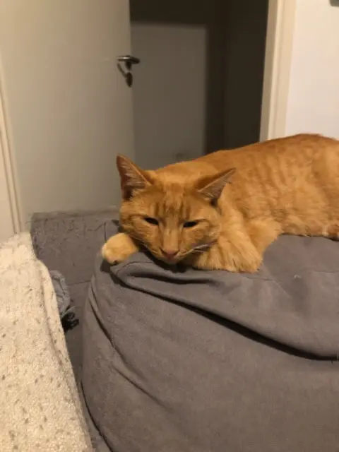 chat lost   85300 Challans Simba