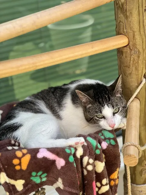 chat lost   85240 Saint-Hilaire-des-Loges Simba