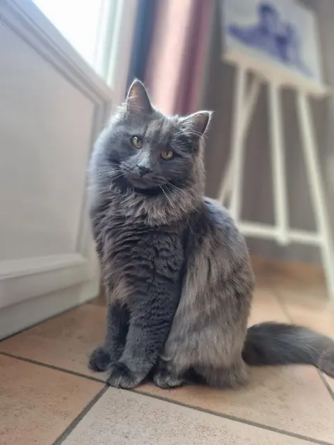 chat lost   85160 Saint-Jean-de-Monts Simba