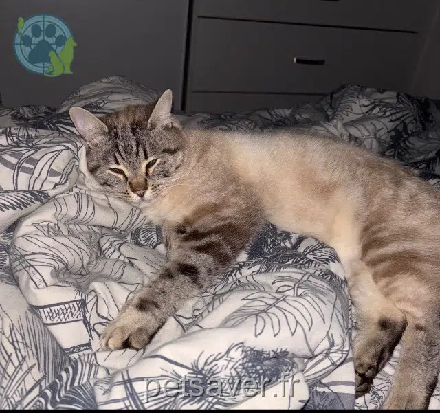 chat lost   85540 Le Champ-Saint-Père Sky