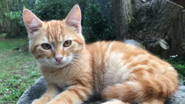 chat lost   85300 Sallertaine Spirou