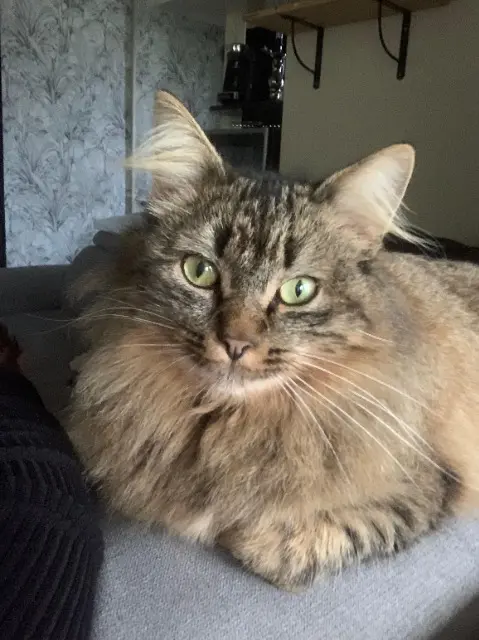 chat lost   85300 Le Perrier Swifer