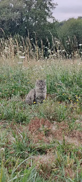 Chat Perdu 85 Vendée Sèvremont - Tulio Chat Perdu 85 Vendée Sèvremont - Tulio
