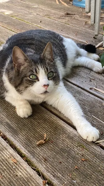 chat lost   85630 Barbâtre Tagada