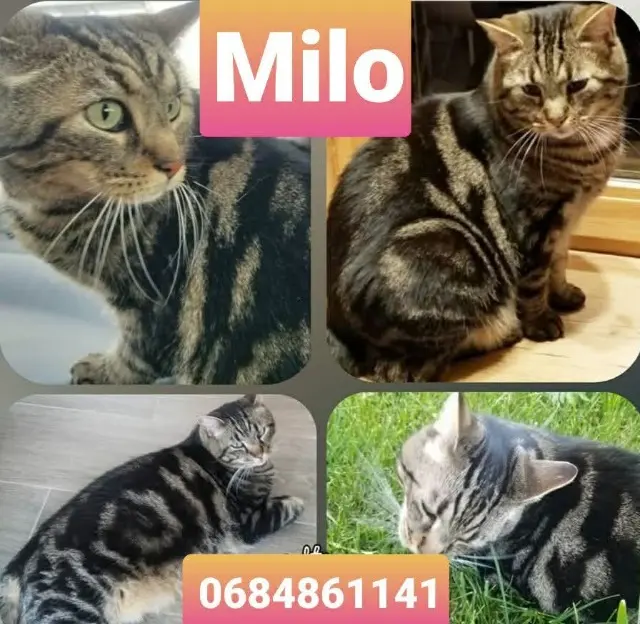 chat lost   85440 Talmont-Saint-Hilaire Milo