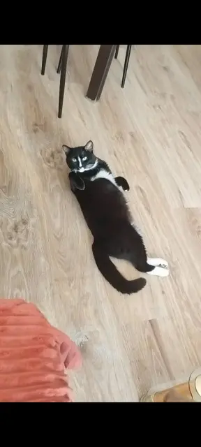 chat lost   85440 Talmont-Saint-Hilaire Ulysse