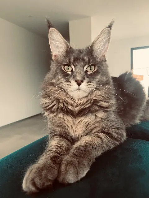 chat lost   85440 Talmont-Saint-Hilaire Billy