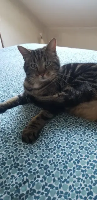 chat lost   85440 Talmont-Saint-Hilaire Millo