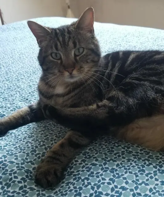 chat lost   85440 Talmont-Saint-Hilaire Milo