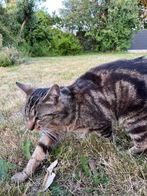 chat lost   85170 Saint-Denis-la-Chevasse Taz