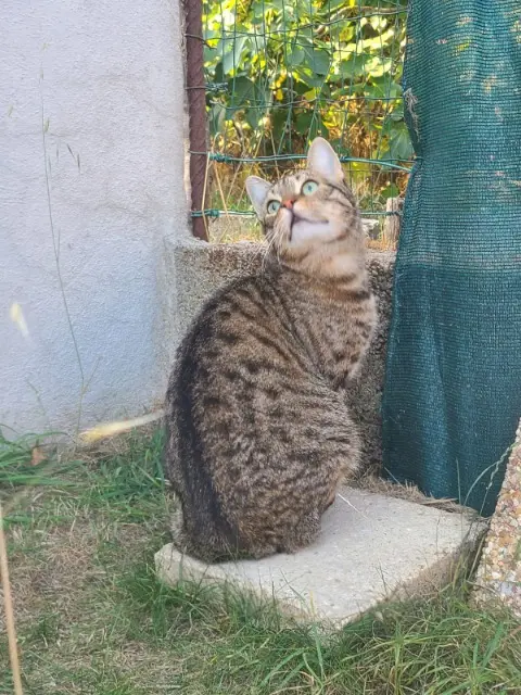 chat lost   85300 Challans Thot