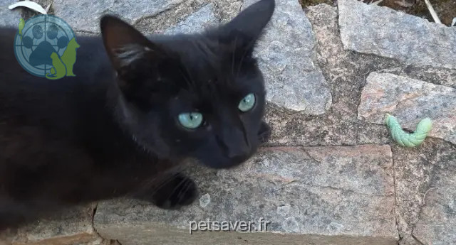 gatto perso 85200 Sérigné TIBOO gatto lost 85200 Sérigné TIBOO