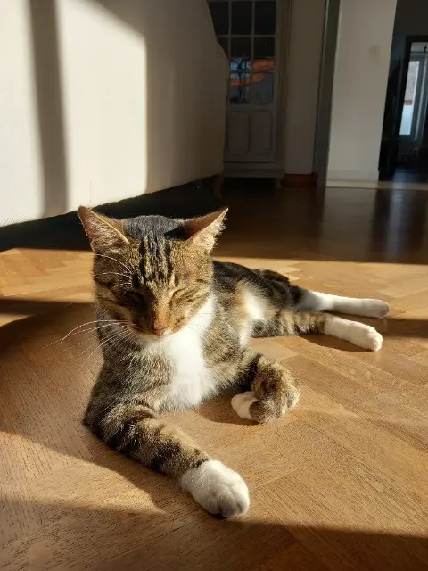 chat lost   85500 Les Herbiers Tigrou