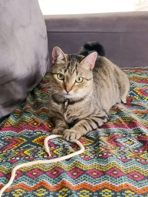 chat lost   85340 L'Île-d'Olonne Tino