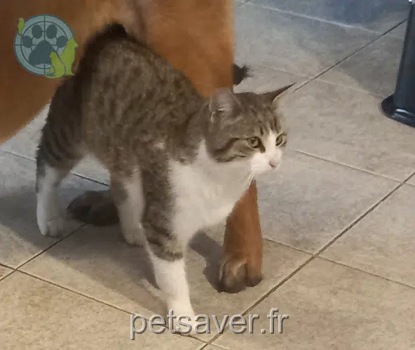 chat lost   85660 Saint-Philbert-de-Bouaine Titi