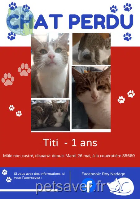 chat lost   85660 Saint-Philbert-de-Bouaine Titi