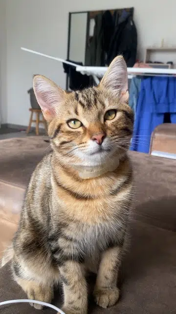 chat lost   85300 Challans Tony