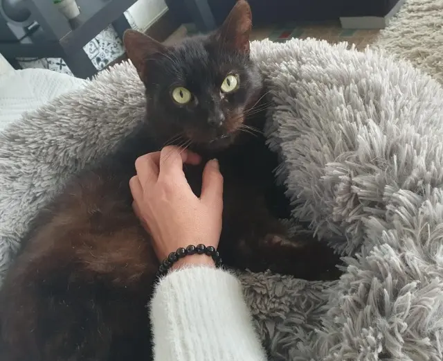 chat lost   85190 Aizenay Tumper