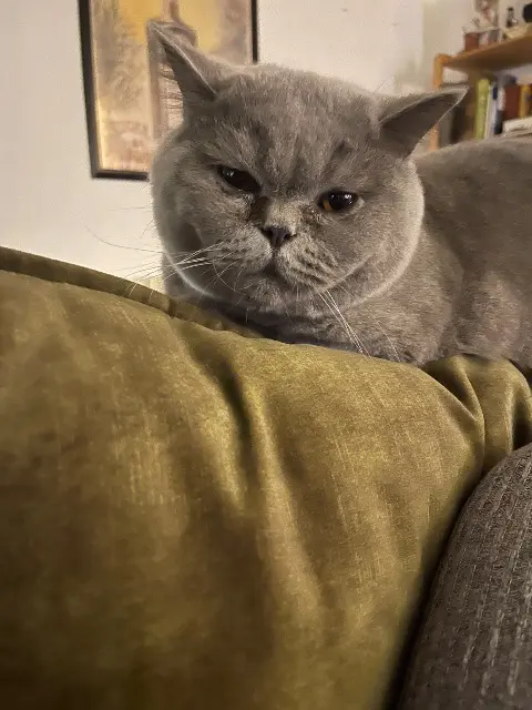 chat lost   85400 Luçon Ughy