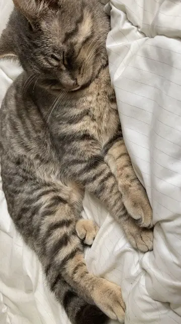 chat lost   85190 Beaulieu-sous-la-Roche Uky