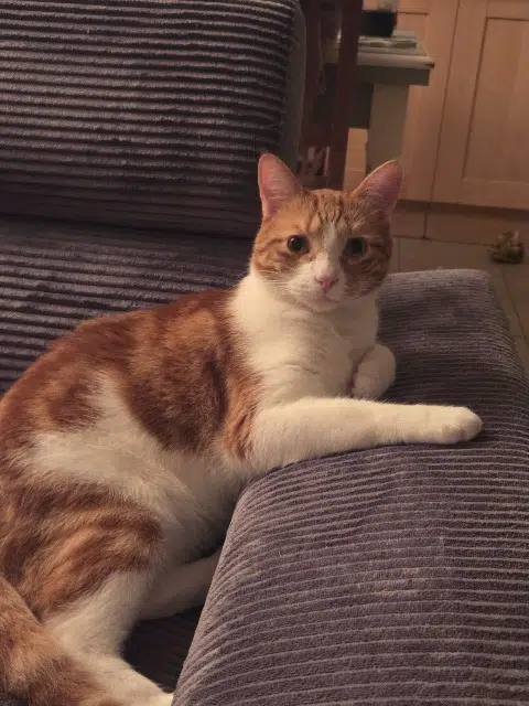 chat lost   85260 L'Herbergement Uly