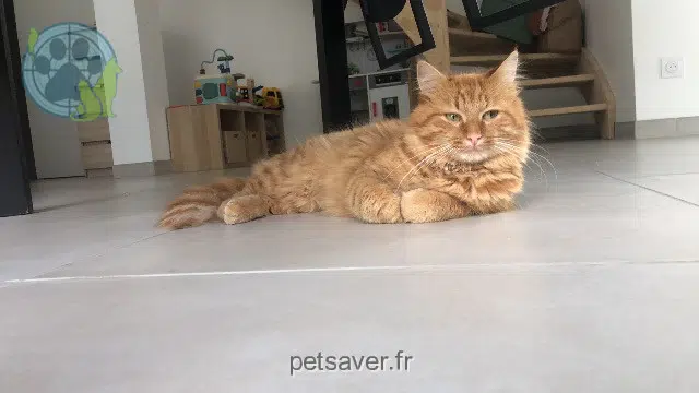 chat lost   85160 Saint-Jean-de-Monts Upsy
