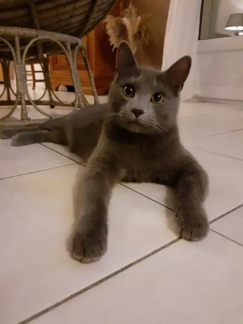 chat lost   85120 Saint-Pierre-du-Chemin Vico