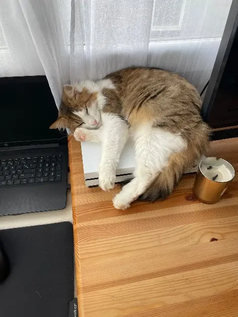 chat lost   85110 Chantonnay Vincent Panlou