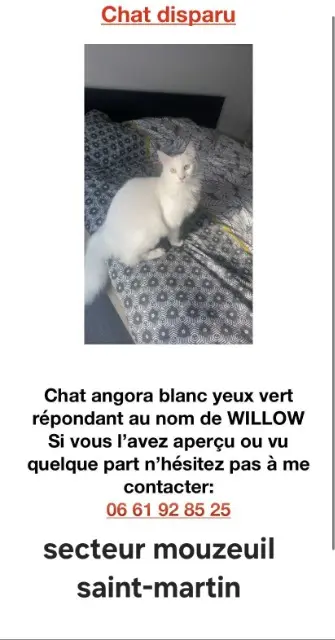 chat lost   85370 Mouzeuil-Saint-Martin Willow